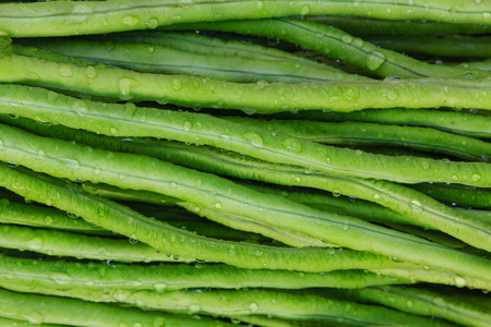 Yard long bean, raw food background. used to make foods.の写真素材