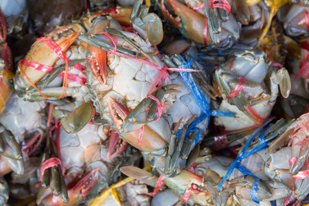 Live crabs ready to be cooked in a market.の写真素材