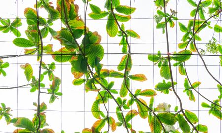 Green leaf vines on a white background For the background concept.