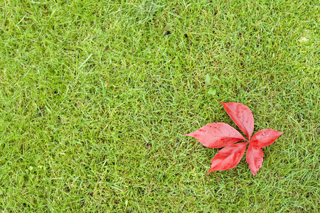 red leaves on green grass (texture)
