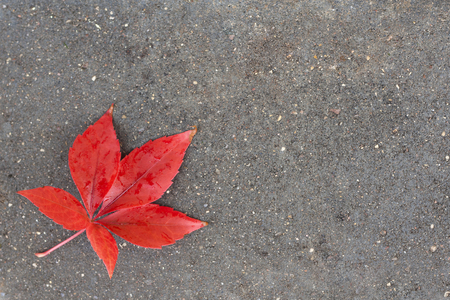 red leaf on the groundの写真素材