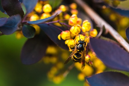branch of a blossoming spring Berberis ottawensis with waspの写真素材