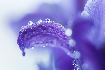 Purple Iris petals with water droplets, close-up