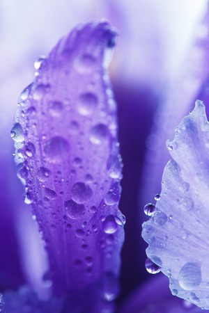 Purple Iris petals with water droplets, close-up