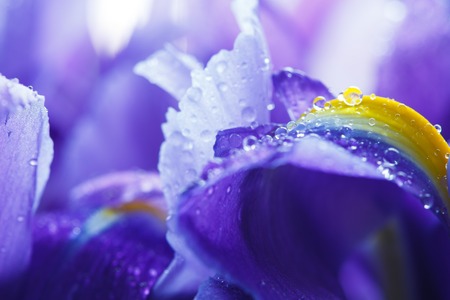 Purple Iris petals with water droplets, close-up