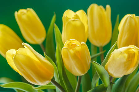 buds and yellow tulip close-up on a green background