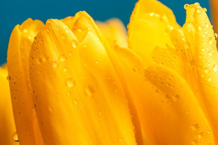 view close-up of buds on yellow tulips with water dropsの写真素材