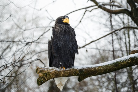 Steller's sea eagle sitting on a branch hunchedの写真素材