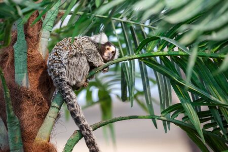 Common marmoset or Callithrix sitting on a green branch
