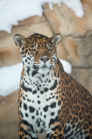 leopard or Panthera pardus closeup winter portraitの写真素材