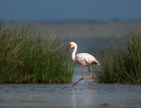 Lesser Flamingo photographed in the Maasai Mara National Reserve, Kenyaの写真素材