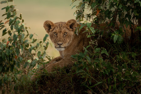 Lions photographed in Kenya, Maasai Maraの写真素材