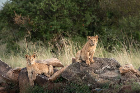Lions photographed in Kenya, Maasai Mara