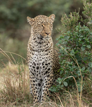 Female Leopard, photographed in Maasai Mara National Reserve, Kenyaの写真素材