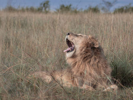Big Male Lion photographed in the Maasai Mara Kenyaの写真素材