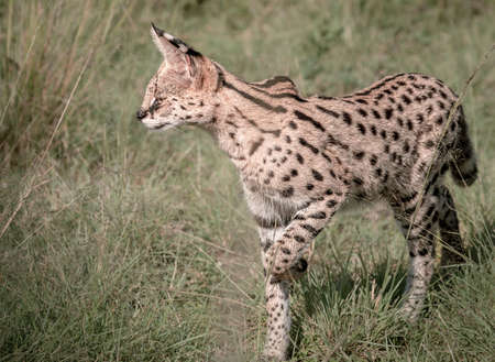 Beautiful Serval Cat photographed in the Maasai Mara National Reserveの写真素材