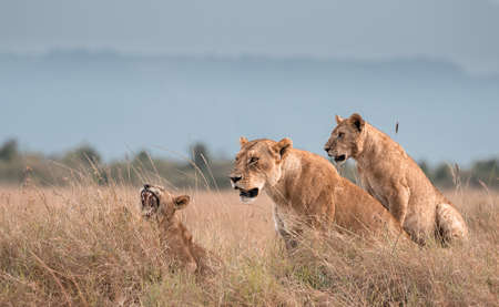 Lions photographed in Kenya, Maasai Maraの写真素材