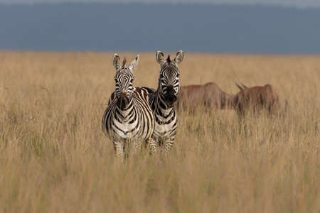 Zebras photographed in Maasai Mara Nationals Reserveの写真素材