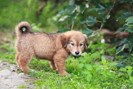Adorable puppy lying on the green grass in the gardenの写真素材