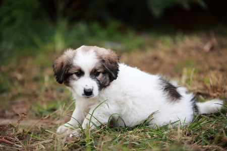 Adorable puppy lying on the green grass in the garden