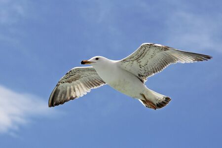 Single seagull flying in a sky as a background