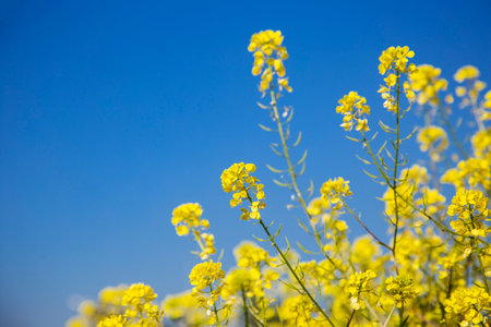Rape blossoms on blue sky background, closeup of photoの写真素材