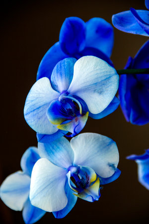 Blue orchid flowers on dark background, close-up, selective focusの写真素材