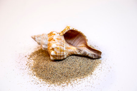 Seashell and sand on a white background, close-upの写真素材