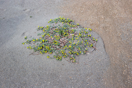 small yellow flowers on the sand on the beach