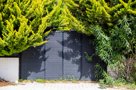 Black metal gate in the garden with green plant and tree background.