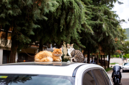 Cats sitting on the roof of a car in the city.の写真素材