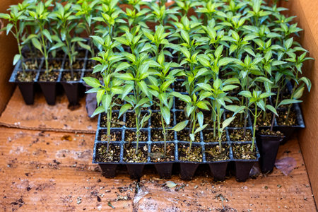 Pepper seedlings growing in plastic pots on a wooden table.の写真素材