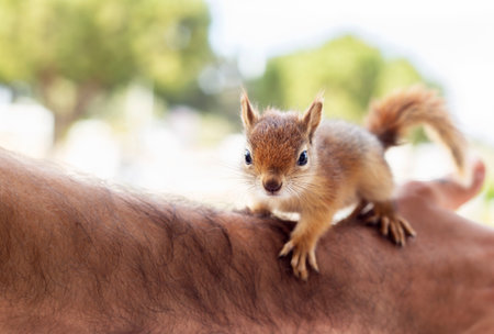Squirrel on the man's hand close-up on a blurred background with copy space for text, friendship between people and animals conceptの写真素材