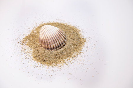 Sea shells and sand on white background. Shallow depth of field.の写真素材