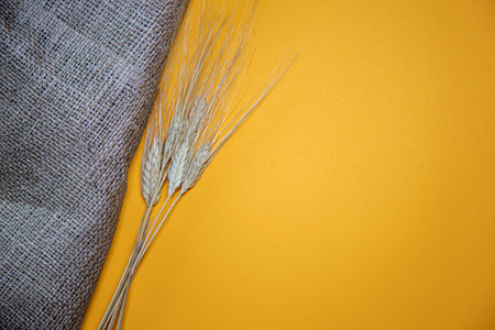 ears of wheat on a yellow background, top view, copy spaceの写真素材