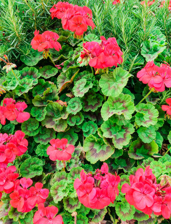 Red geranium flowers with beautiful green pattern leaves in the garden vertical, natural background