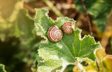 Snails crawling on a green leaf in the garden. Shallow depth of field. natural backgroundの写真素材