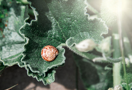 Snail on melon leaf in the garden. Shallow depth of field, macro close-up, natural background
