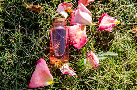 A bottle with a pink liquid or essential oil, perfume on green grass with pink rose petals. The concept of aromatherapy, skin care, beauty product, relax and spa.の写真素材