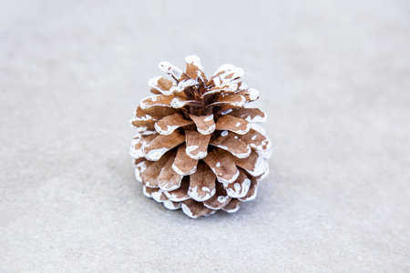 Pine cone on white background, Christmas or New Year decoration concept, isolated close-upの写真素材