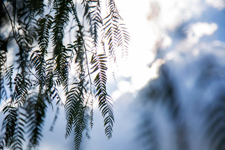 Beautiful nature background with green leaves and sun rays through the branchesの写真素材