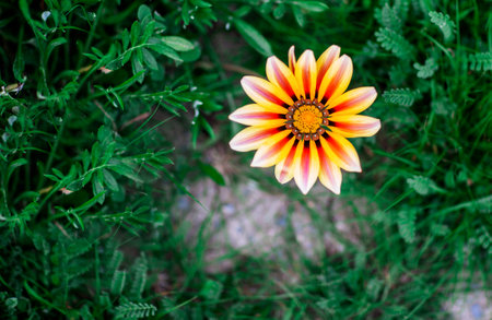 Beautiful Gazania flower on green grass background. Shallow depth of field.