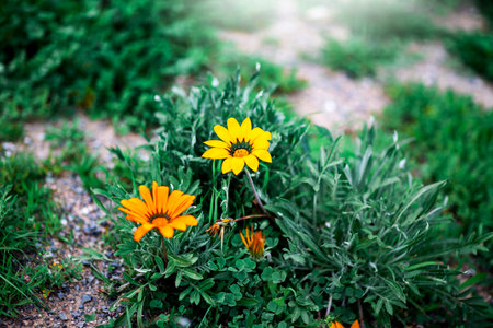 Beautiful orange Gazania flowers growing in the garden. Selective focus.