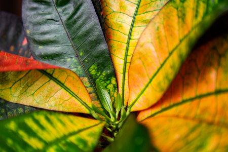 Close up of variegated croton plant leaves, Thailand.