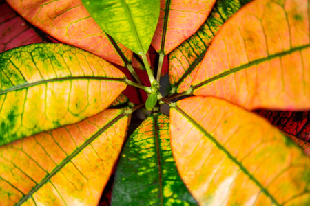 Close up of colorful leaf, Thailand. (Scientific name Croton plant)