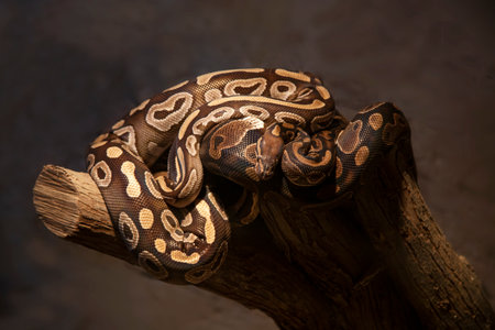 Boa constrictor (Python reticulatus) on wooden branch