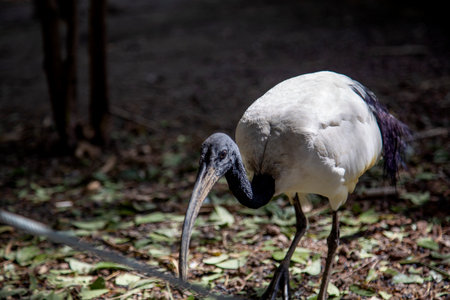 African Sacred Ibis (Threskiornis aethiopicus)の写真素材