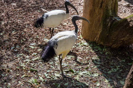 Pair of Sacred Ibis (Threskiornis aethiopicus)の写真素材