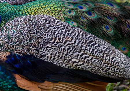 Peacock feathers close up. Colorful peacock feathers abstract background macro