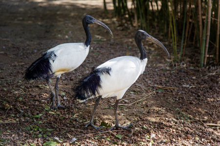 Two Sacred Ibis (Threskiornis aethiopicus) close-upの写真素材